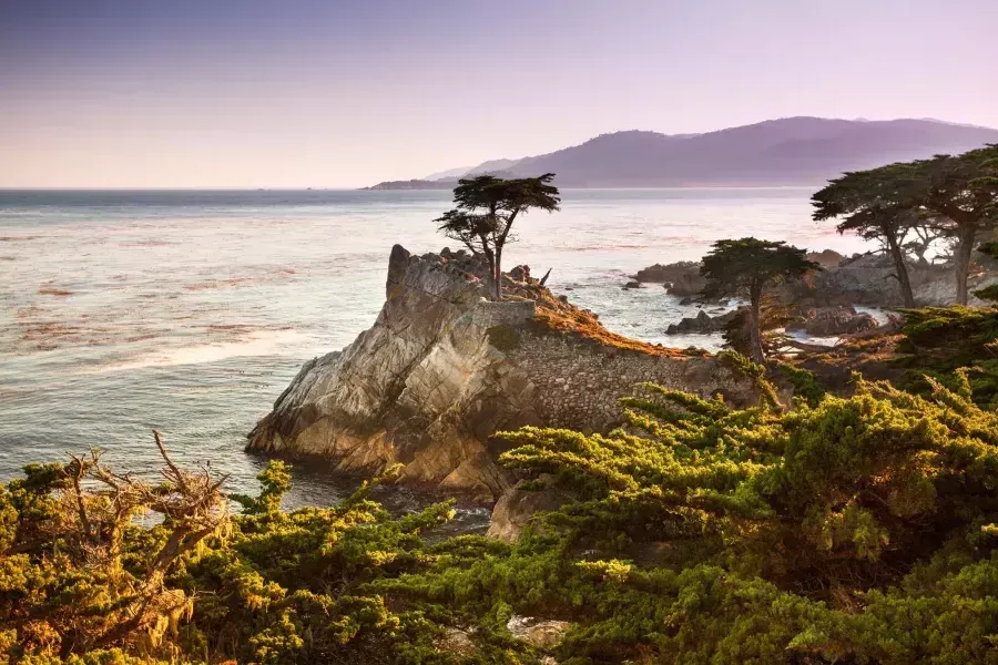 A lone cypress tree is pictured on A peninsula surrounded by Pacific Ocean and coastal foliage.